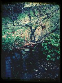 Plants growing on a tree