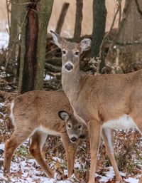 Whitetail dow and fawn