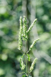 Close-up of plant