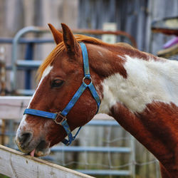 Close-up of horse in ranch