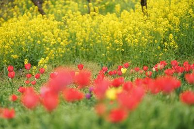 Close-up of fresh flowers in field