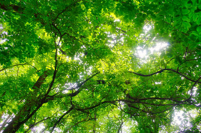 Low angle view of trees against sky