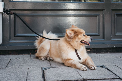 Happy dog on the pavement, waiting for the owner outside a shop in london, uk.
