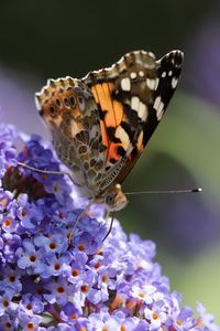 Close-up of butterfly on purple flower