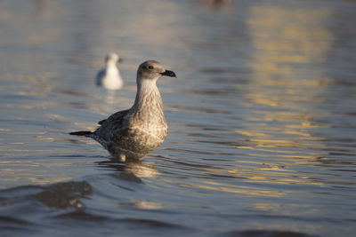 Close-up of duck swimming in lake