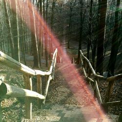 View of amusement park in forest