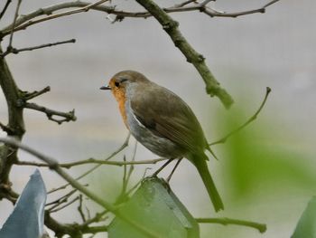 Close-up of bird perching on branch