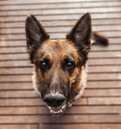 Close-up portrait of dog