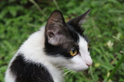 Close-up of a cat looking away