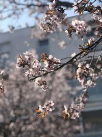 Close-up of cherry blossoms on tree