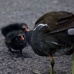 Close-up of bird