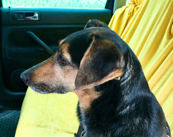 Close-up of dog sitting in car
