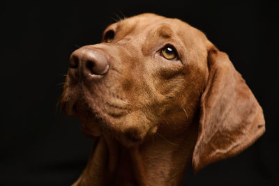 Close-up of dog against black background