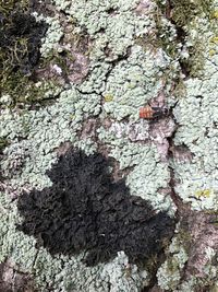 Full frame shot of tree trunk