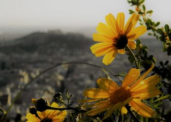 Close-up of yellow flowers against sky