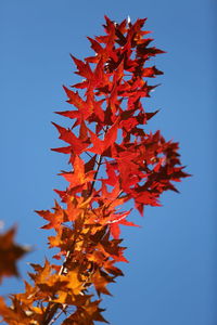 Low angle view of maple tree against clear blue sky