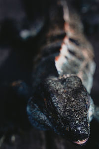 Close-up of lizard