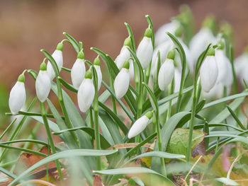 Close-up of white flowering plants