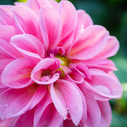 Close-up of pink dahlia