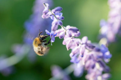 Close-up of bee pollinating on purple flower