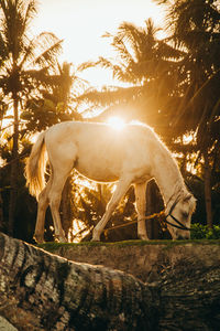 Horse standing on rock