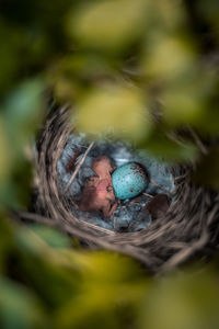 Close-up high angle view of young bird with animal egg in nest