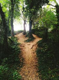 Trees in forest