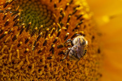 Macro of a honey bee, apis mellifera, covered in pollen on a sunflower, helianthus