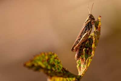 Close-up of insect on plant