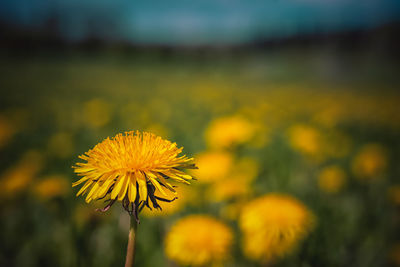 Close-up of yellow flowering plant on field