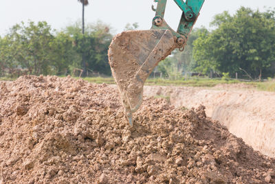 View of an animal on field