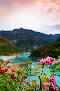 Close-up of pink flowering plant against sky