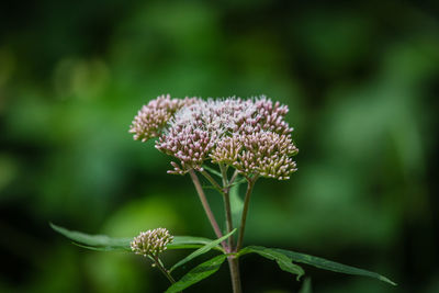 Close-up of purple flowering plant