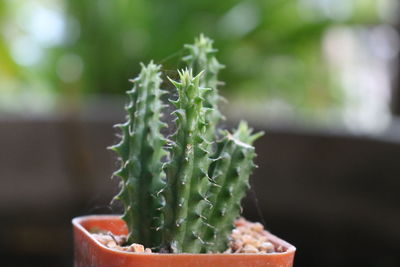 Close-up of succulent plant