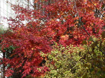 Low angle view of trees against sky