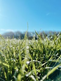 Close-up of grass growing on field against clear sky