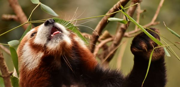 Red panda, eating 