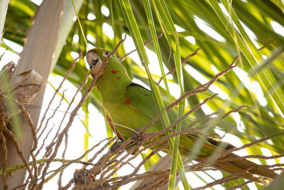 Close-up of parrot perching on tree