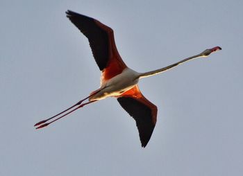 View of birds flying over blurred background