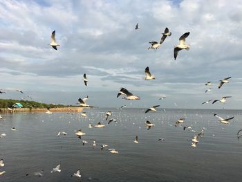 Flock of birds flying against sky