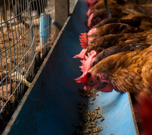 Close-up of chickens in cage at farm