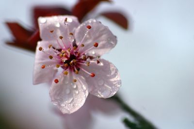 Close-up of white cherry blossom