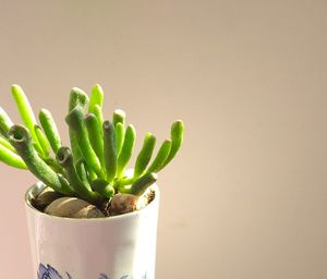 Close-up of succulent plant on table against wall. gollum jade.