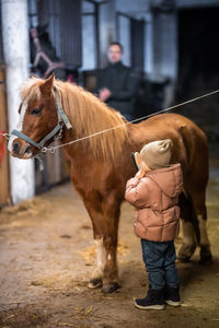 Horse standing on field