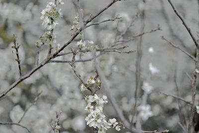 Close-up of cherry blossom on tree