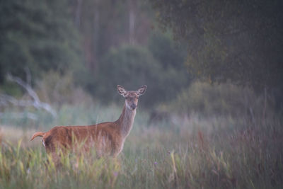 Deer standing on field