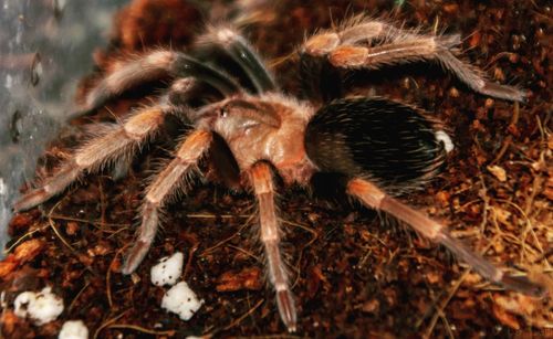 Close-up of spider on field