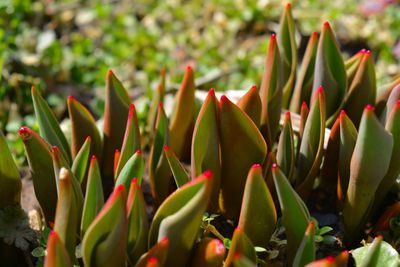 Close-up of succulent plant