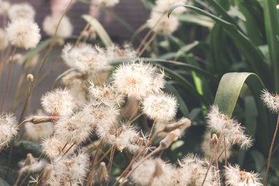 Close-up of flowering plants on land