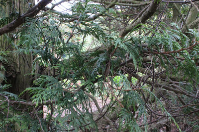 Low angle view of trees